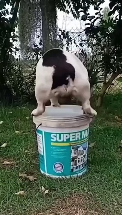 Funny animals 2023 - Funniest Cats and Dogs