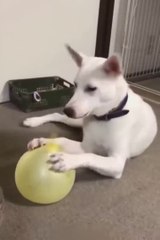 Top New Comedy Video Funniest Cats and Dogs  _ Funny Animal Videos