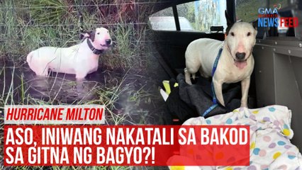 Download Video: HURRICANE MILTON — Aso, iniwang nakatali sa bakod sa gitna ng bagyo?! | GMA Integrated Newsfeed