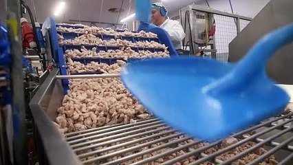 Whitby Scampi: Inside the factory - 'Why Scampi is very British'