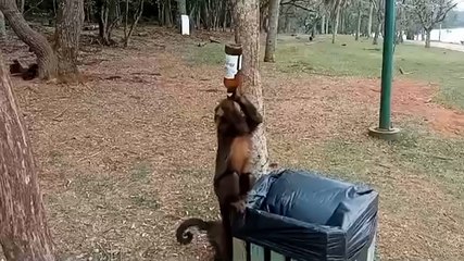 Download Video: Monkey drinks a beer