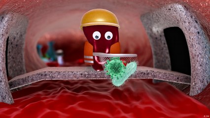 ما هو الطحال؟ وما أهميته في توزان الجسم؟