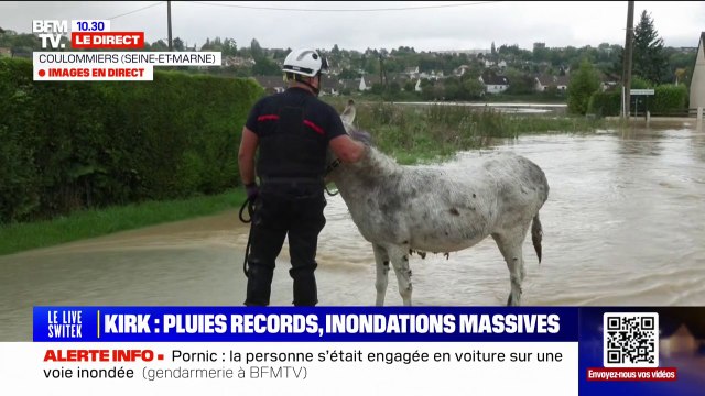 Seine-et-Marne: un âne terrorisé, pris au piège dans les eaux, rassuré et évacué par les pompiers