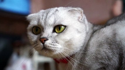 cat lover 4147615-hd_1920_1080_24fps