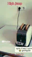 Long jump #cats #shorts @Star_14672