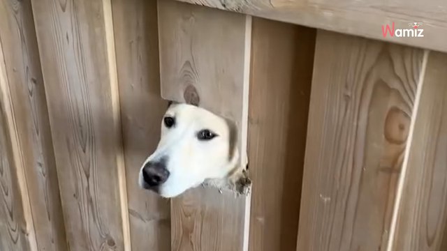 Ils achètent une nouvelle maison et découvrent très vite qu'on leur a caché un trésor dans le jardin (vidéo)