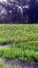 Cão é abandonado acorrentado a vedação antes da chegada de 'Milton'