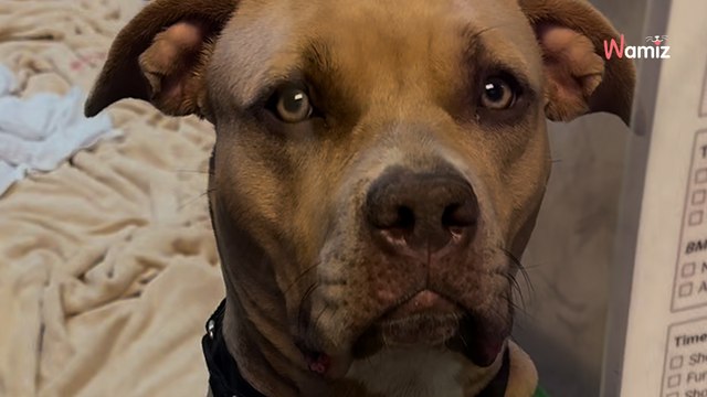 Il noue des liens forts à travers la vitre d'un refuge : quelques mois plus tard la réalité le frappe de plein fouet (vidéo)