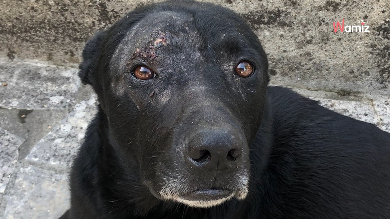 Il déménage et laisse son chien devant chez lui : il a attendu son maître pendant des mois, en vain