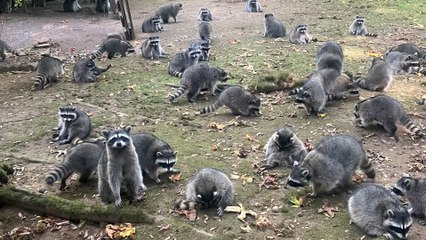 Woman calls 911 after 100 raccoons swarm her yard