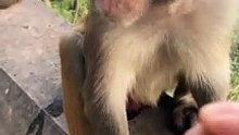Episode 9 Funny memes|| Funny monkey