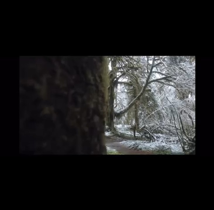 Calming Mountain Forest in Winter