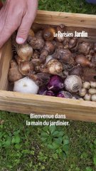 Comment bien planter les bulbes de printemps en automne pour obtenir une belle floraison ?