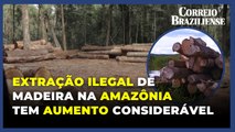 Relatório aponta que extração ilegal de madeira na Amazônia aumentou 19% em um ano