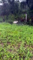 En USA una persona dejó un perro atado y abandonado en el medio del huracán milton de categoría 5