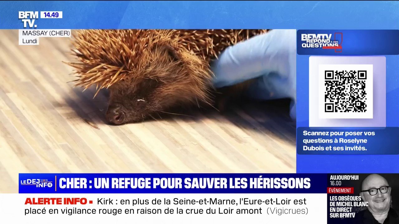 Biodiversité: dans le Cher, un refuge pour sauver les hérissons menacés par la disparition des haies et l'utilisation des pesticides