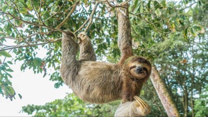 Catástrofe: La Fauna Mundial Ha Disminuido Un 73% En 50 Años
