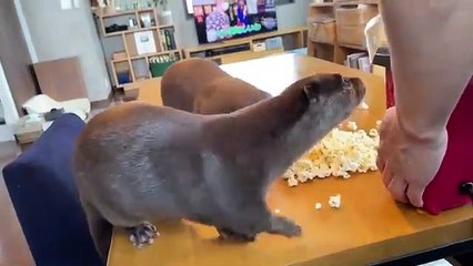 カワウソの前でポップコーン作ったらリアクションが面白すぎるコタロー　Otter Reaction to Popcorn Maker