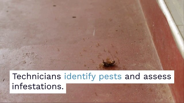 Pest Control Service | ProControl Management Services | Port St. Lucie, FL