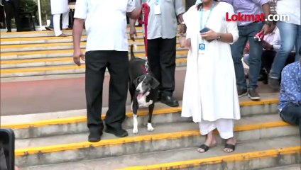 रतन टाटांचा ‘गोवा’ कुत्रा…पार्थिवाजवळ गेला अन् तिथून हटेना... काय घडलं?