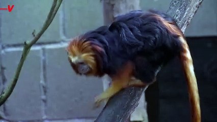 Earth's Wildlife Populations Plummet by 75%