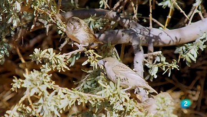 Documental. Grandes parques de Africa Kgalagadi