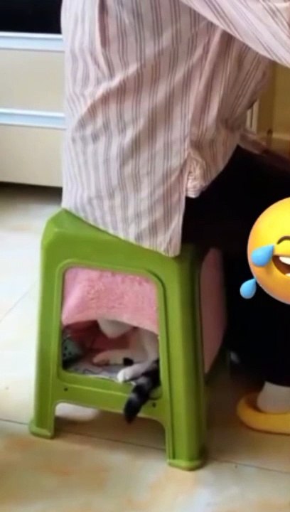قط مشاغب ههههه