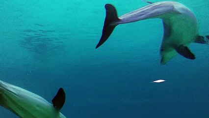 Populações de animais selvagens perderam em média 73% dos indivíduos