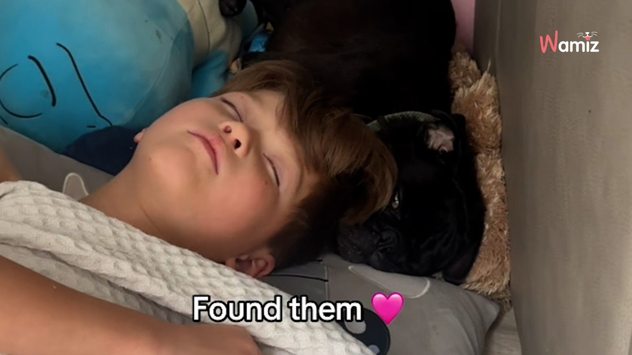 Familie rettet Mops: Am nächsten Tag kann die Mutter nicht glauben, wo sie ihren Sohn findet