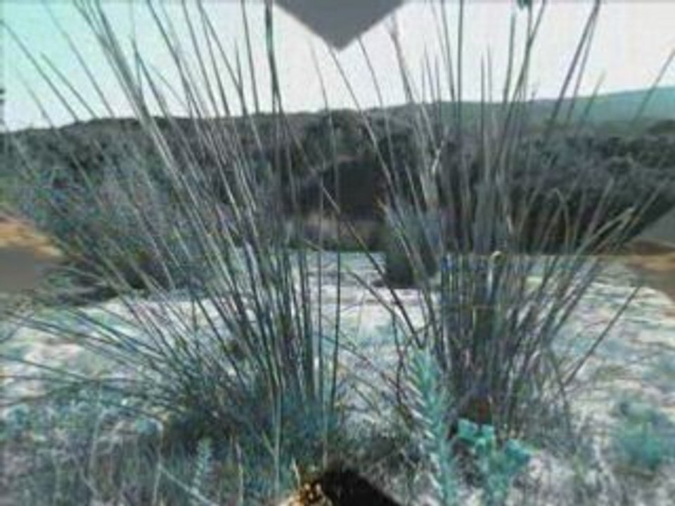 photos prise en corse