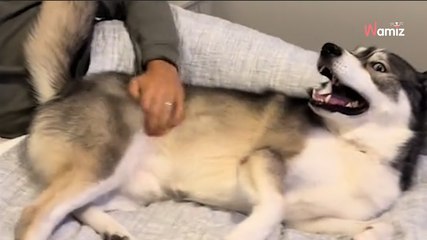 Un Husky entend le générique du dessin animé Bluey : sa réaction est adorable