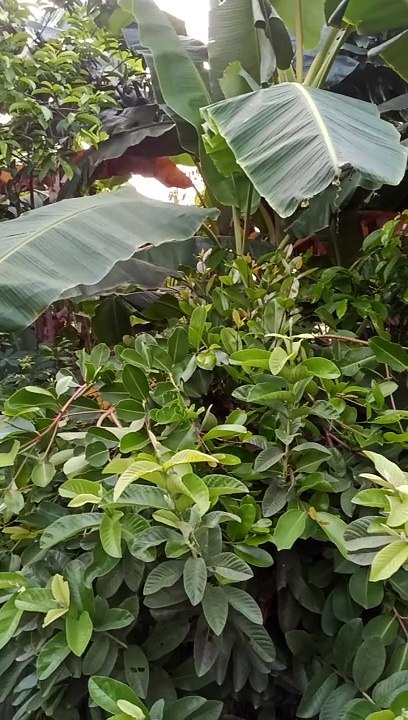 Pohon jambu biji