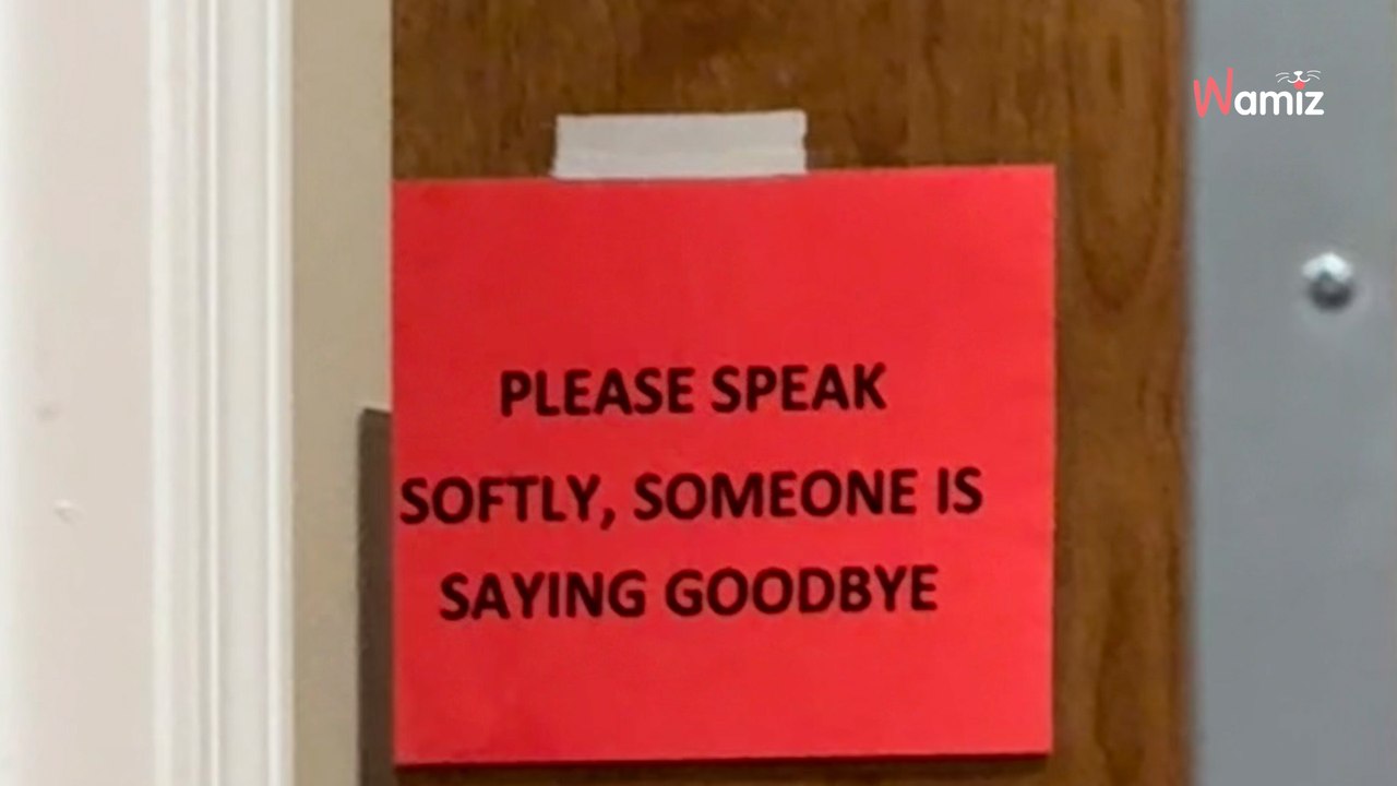 Tierarzt hängt Zettel an Kliniktür: Hundehalterin bricht in Tränen aus (Video)