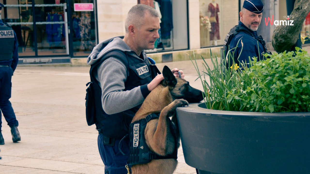 Mann streichelt einen Hund, der für die Polizei arbeitet und erschnüffelt die Drogen, die er bei sich trägt