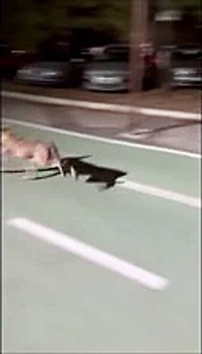 Un lupo (o un canide) scappa a Vasto marina, ? l'animale a cui tutti danno la caccia?