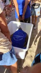 Le tartarughe tornano in mare tra ali di folla