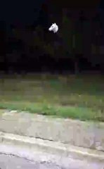 Ecco i due lupi avvistati nei pressi della pista ciclabile