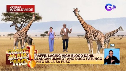Mga giraffe, bakit nga ba laging hina-high blood? | Dapat Alam Mo!