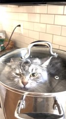Siberian Cat Gets Put Inside Cooking Pot