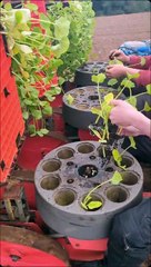 Watch the Amazing 12-Month Pumpkin Growth at Laganvale Farm 🎃