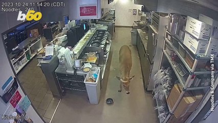 A Local Wisconsin Eatery Gets a Surprise From an Unexpected Guest