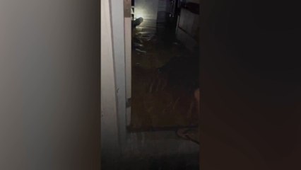 Man discovers massive crocodile in his home after Hurricane Milton's flooding