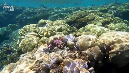 These Types of Sharks Actually Hold Their Breath When Hunting Prey