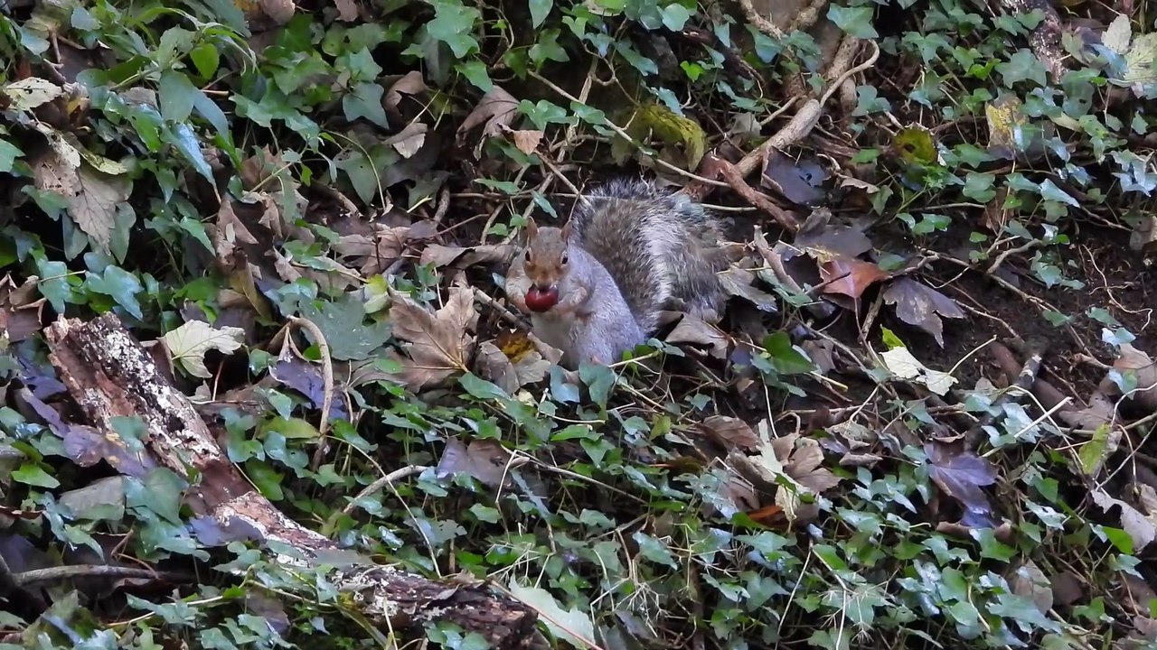 Squirrel 2024-10-10