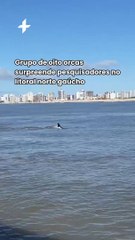 Grupo de oito orcas surpreende pesquisadores no litoral norte gaúcho