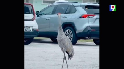 Animales avisan de los estragos de Huracán Milton | El Show del Mediodía