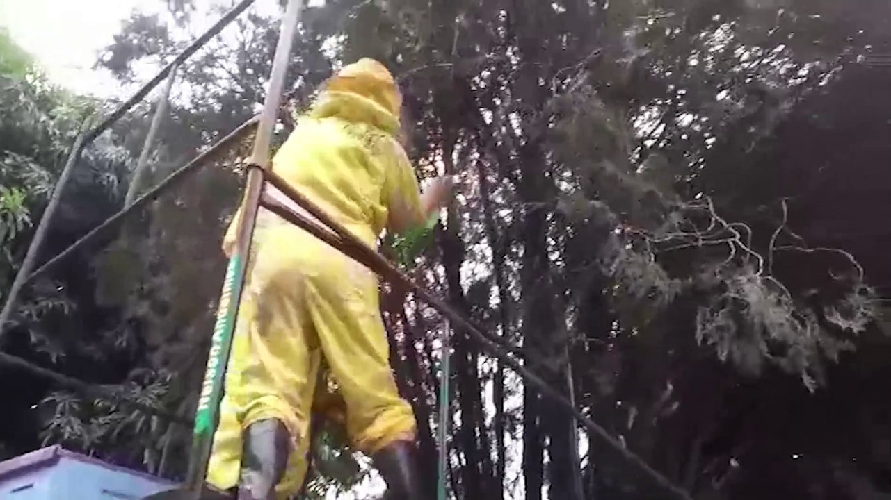 Defesa remove enxame de abelhas em parquinho de condomínio