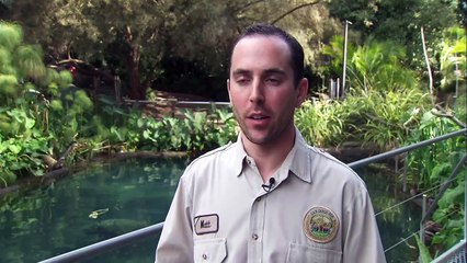 These Adorable River Hippos Are Born Under Water!