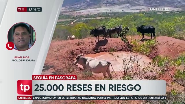 25 mil cabezas de ganado vacuno están en riesgo en Pasorapa debido a la sequía