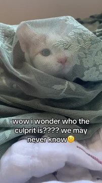 Cat Caught Stuck in Curtain After Breaking It